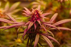The Toad Strain Seeds A Journey Into Unique Cannabis Genetics